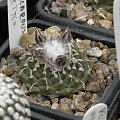 Turbinicarpus panarottoii
