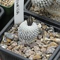 Turbinicarpus pseudopectinatus