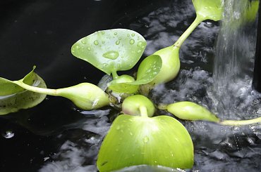 #Garden #Plant #Plants #Kwiatki #Kwiatek #Tree #Lead #Flora #Grass #Private #Tala #Nature #Wilderness #Yard #Pond #Fountain #begonia #tulip #seed #seedling #dirt #meditation #meditative