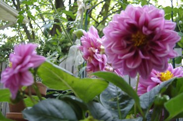 #Garden #Plant #Plants #Kwiatki #Kwiatek #Tree #Lead #Flora #Grass #Private #Tala #Nature #Wilderness #Yard #Pond #Fountain #begonia #tulip #seed #seedling #dirt #meditation #meditative