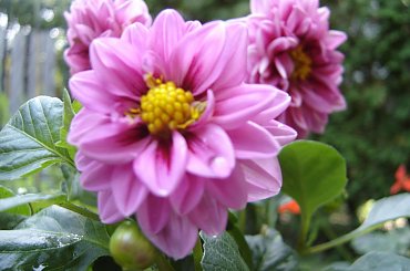 #Garden #Plant #Plants #Kwiatki #Kwiatek #Tree #Lead #Flora #Grass #Private #Tala #Nature #Wilderness #Yard #Pond #Fountain #begonia #tulip #seed #seedling #dirt #meditation #meditative