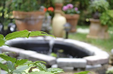 #Garden #Plant #Plants #Kwiatki #Kwiatek #Tree #Lead #Flora #Grass #Private #Tala #Nature #Wilderness #Yard #Pond #Fountain #begonia #tulip #seed #seedling #dirt #meditation #meditative