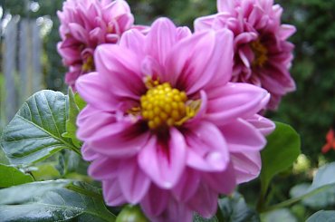 #Garden #Plant #Plants #Kwiatki #Kwiatek #Tree #Lead #Flora #Grass #Private #Tala #Nature #Wilderness #Yard #Pond #Fountain #begonia #tulip #seed #seedling #dirt #meditation #meditative