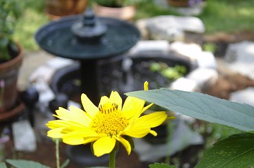 #Garden #Plant #Plants #Kwiatki #Kwiatek #Tree #Lead #Flora #Grass #Private #Tala #Nature #Wilderness #Yard #Pond #Fountain #begonia #tulip #seed #seedling #dirt #meditation #meditative