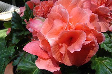 #Garden #Plant #Plants #Kwiatki #Kwiatek #Tree #Lead #Flora #Grass #Private #Tala #Nature #Wilderness #Yard #Pond #Fountain #begonia #tulip #seed #seedling #dirt #meditation #meditative