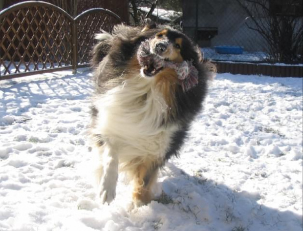 FLUFFY LOVELY ANGEL Hippocampus #FLUFFYLOVELYANGELHippocampus #Flaffcia #collie #lassie #Fluffy #owczarek