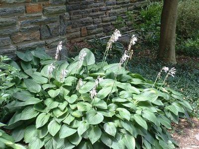 hosta3