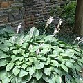hosta3