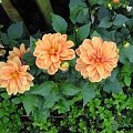 dalia