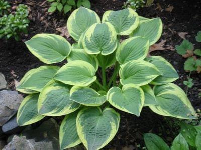 hosta2