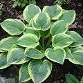 hosta2
