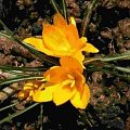 krokus zolty