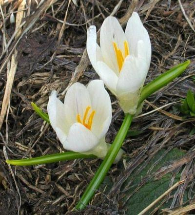 krokus bialy