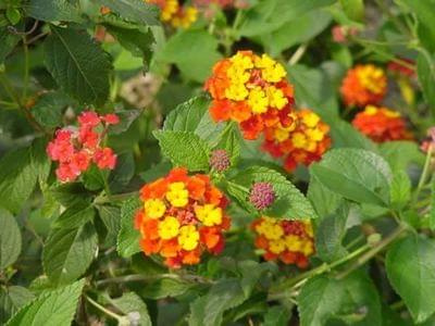 lantana