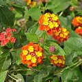 lantana