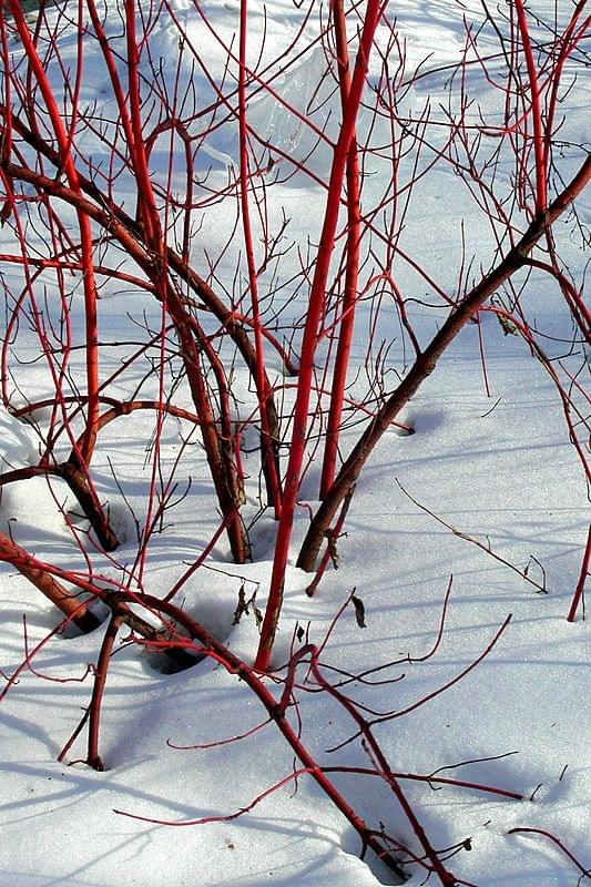 ot, takie ładne - czerwone sobie wyglądało spod śniegu :)