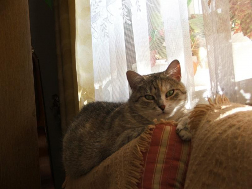 Kotka Szarutka czeka na wiosnę #kot #kocica #kotka