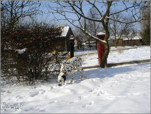 Figa na śniegu ;) #FigaKropekŚnieg