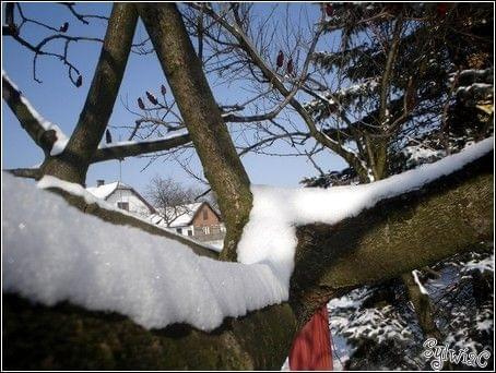 Figa na śniegu ;) #FigaKropekŚnieg