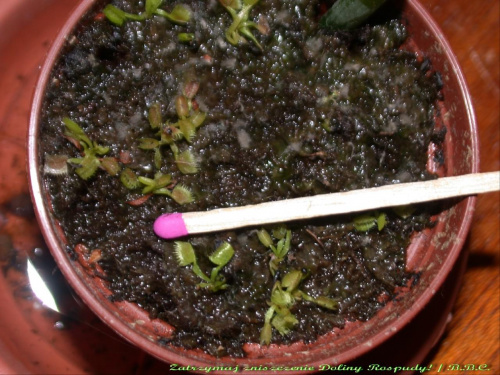 malutkie muchołówcie wyhodowane od nasionek; szkoda, że nie zapisałam, kiedy zaczęły kiełkowac, chyba około początku października