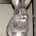 Przedstawiam Wam Bożenkę, córeczkę Kubusia:))) #królik #króliki #zwierzęta #Bożenka