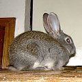 a to Ksysio...synek mojego Kubusia... #królik #króliki #zwierzęta #Ksysio