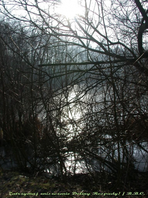 Mokradła w Lesie Marcelińskim, 2007.02.17