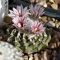 Turbinicarpus panarottoii