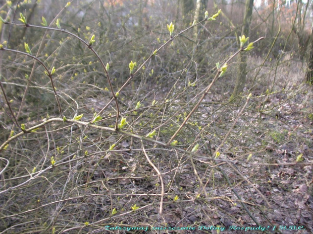 zdjęcie robione w połowie lutego, po kilku słonecznych dniach, 2007.02.17