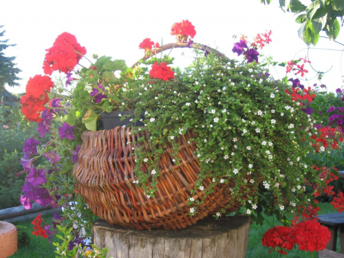 Nasz ogródek